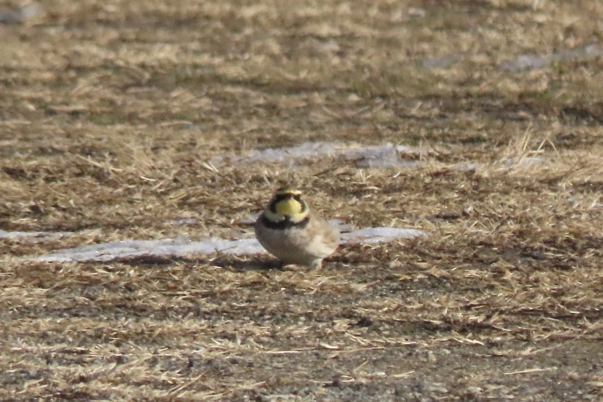 Horned Lark - ML647038986