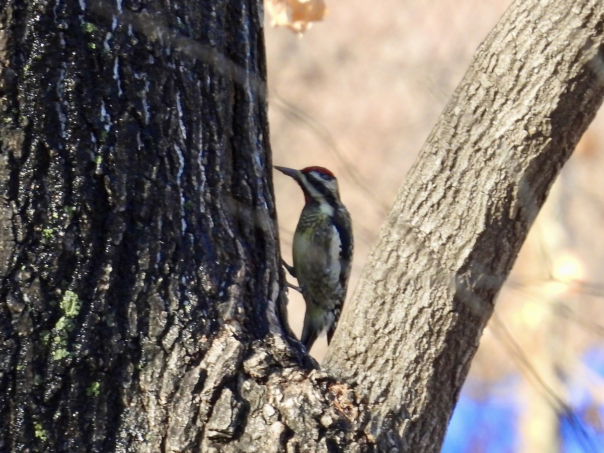 Yellow-bellied Sapsucker - ML647038988