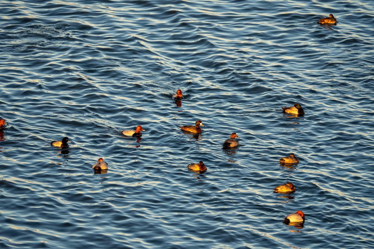 polák kaholka - ML647038992