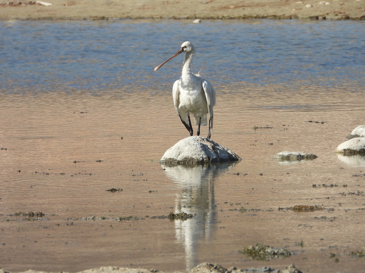 Eurasian Spoonbill - ML647038995