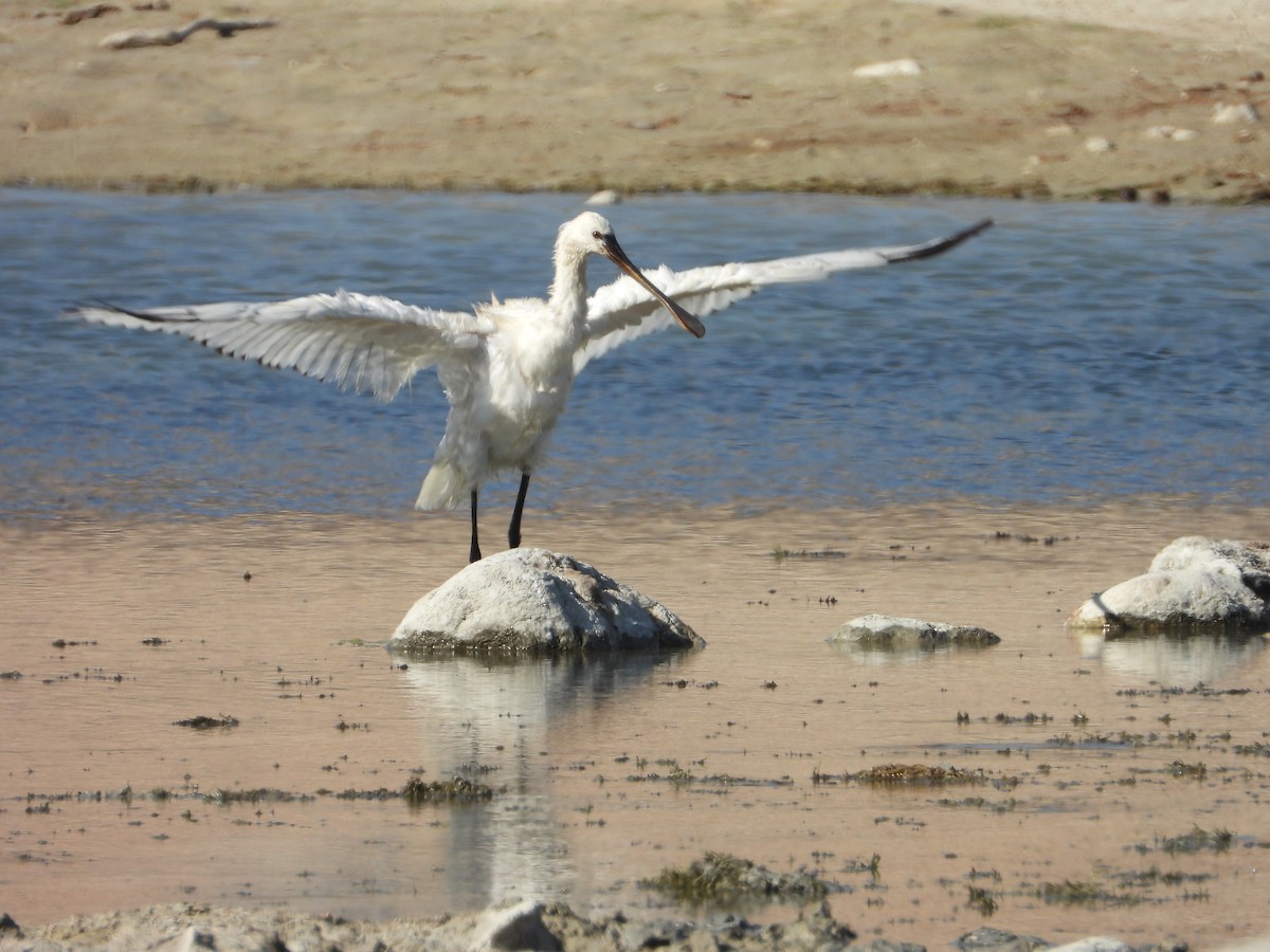 Eurasian Spoonbill - ML647038996