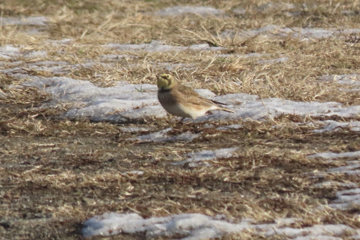 Horned Lark - ML647038997