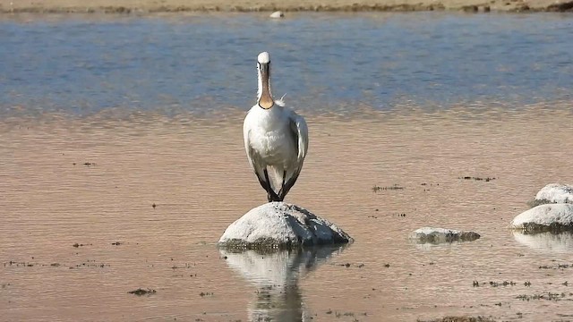 Eurasian Spoonbill - ML647038998