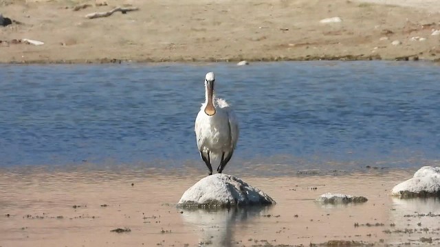 Eurasian Spoonbill - ML647039000