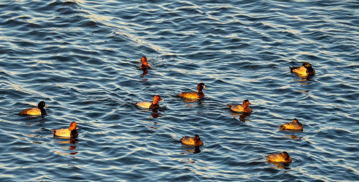 Попелюх звичайний - ML647039004