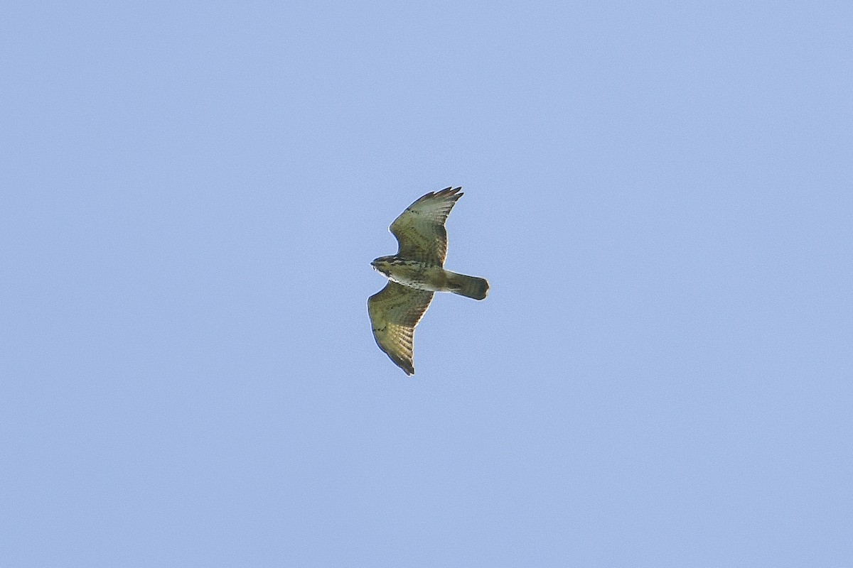 Broad-winged Hawk - ML647039005