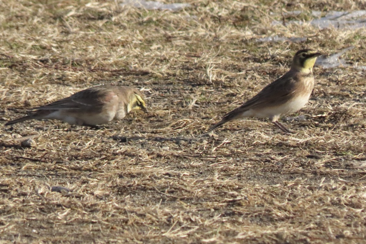 Horned Lark - ML647039006