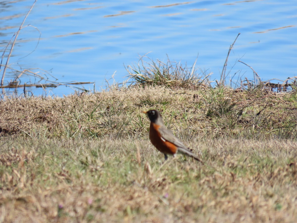 American Robin - ML647039007