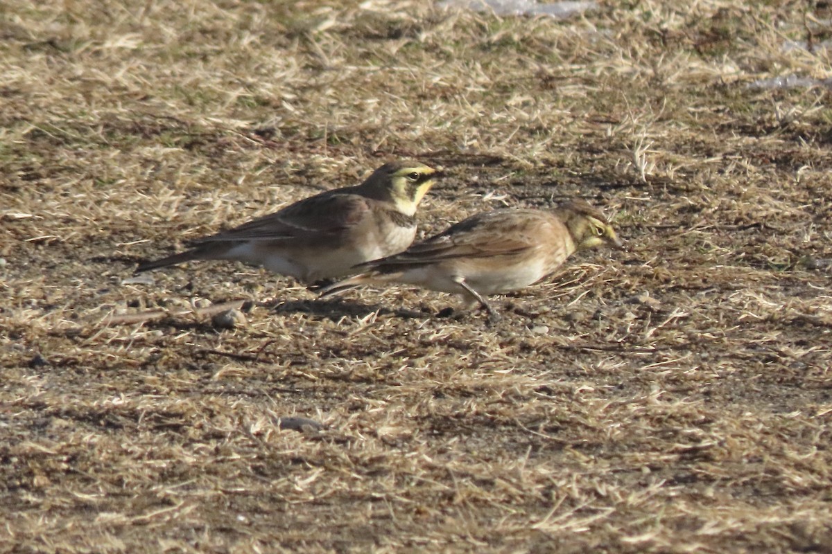 Horned Lark - ML647039013