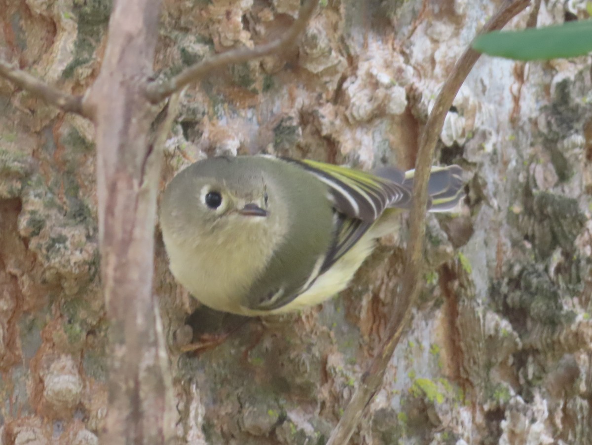 Ruby-crowned Kinglet - ML647039028