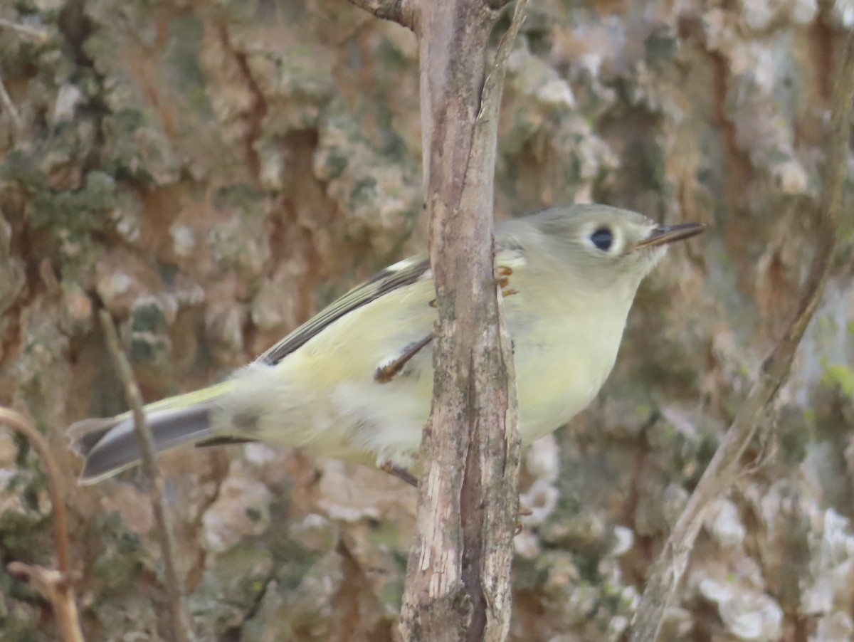 Ruby-crowned Kinglet - ML647039030