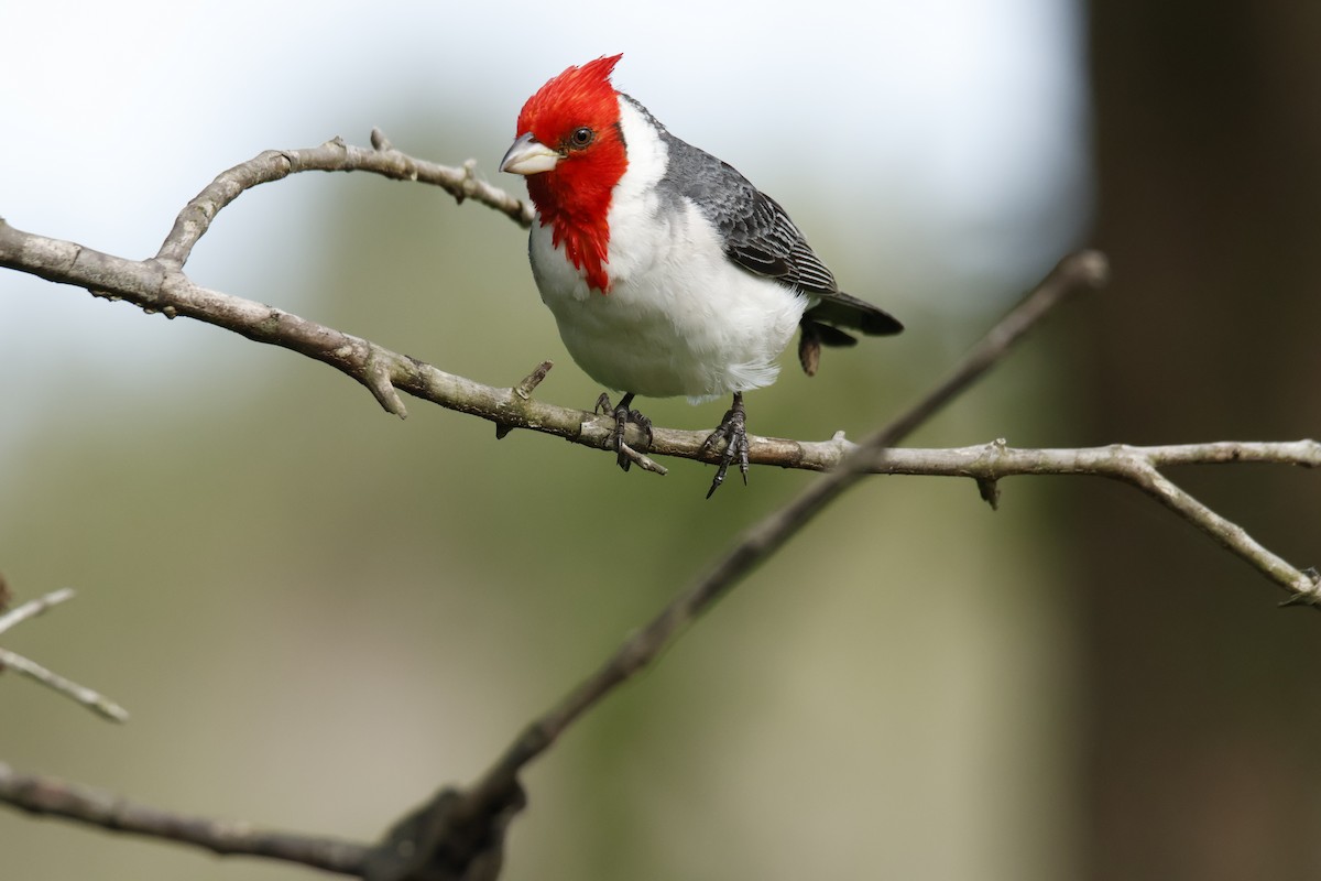 Red-crested Cardinal - ML647039056