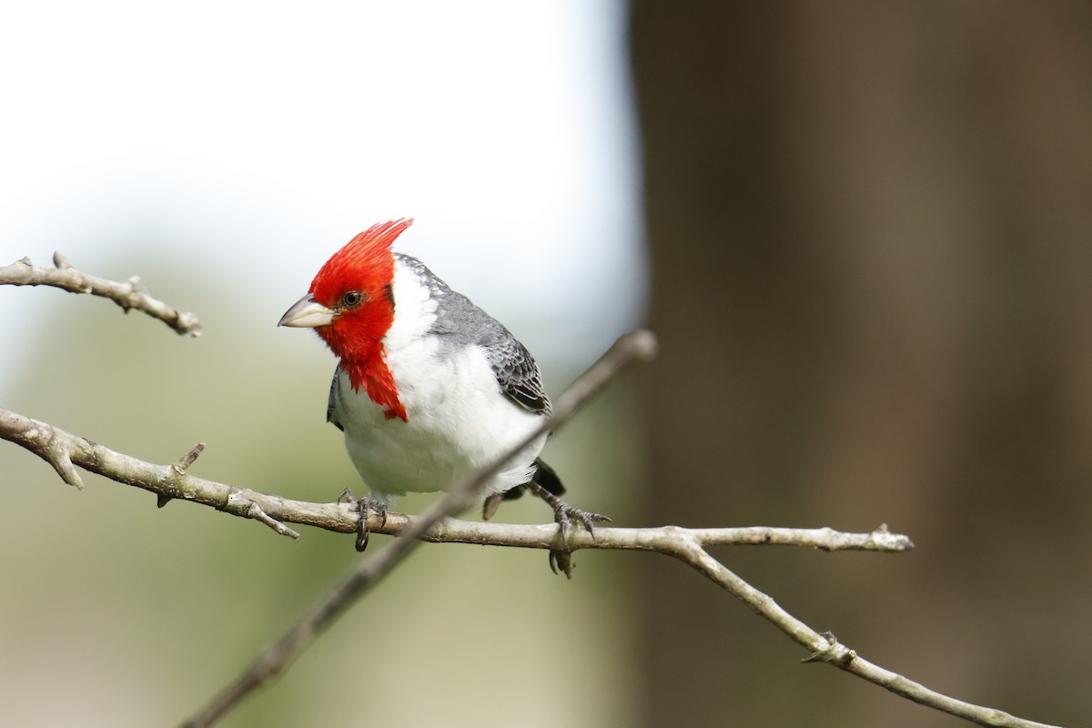 Red-crested Cardinal - ML647039057