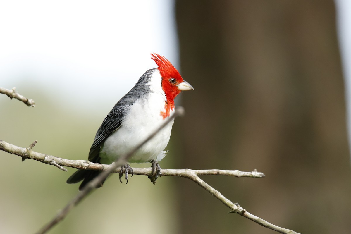 Red-crested Cardinal - ML647039058