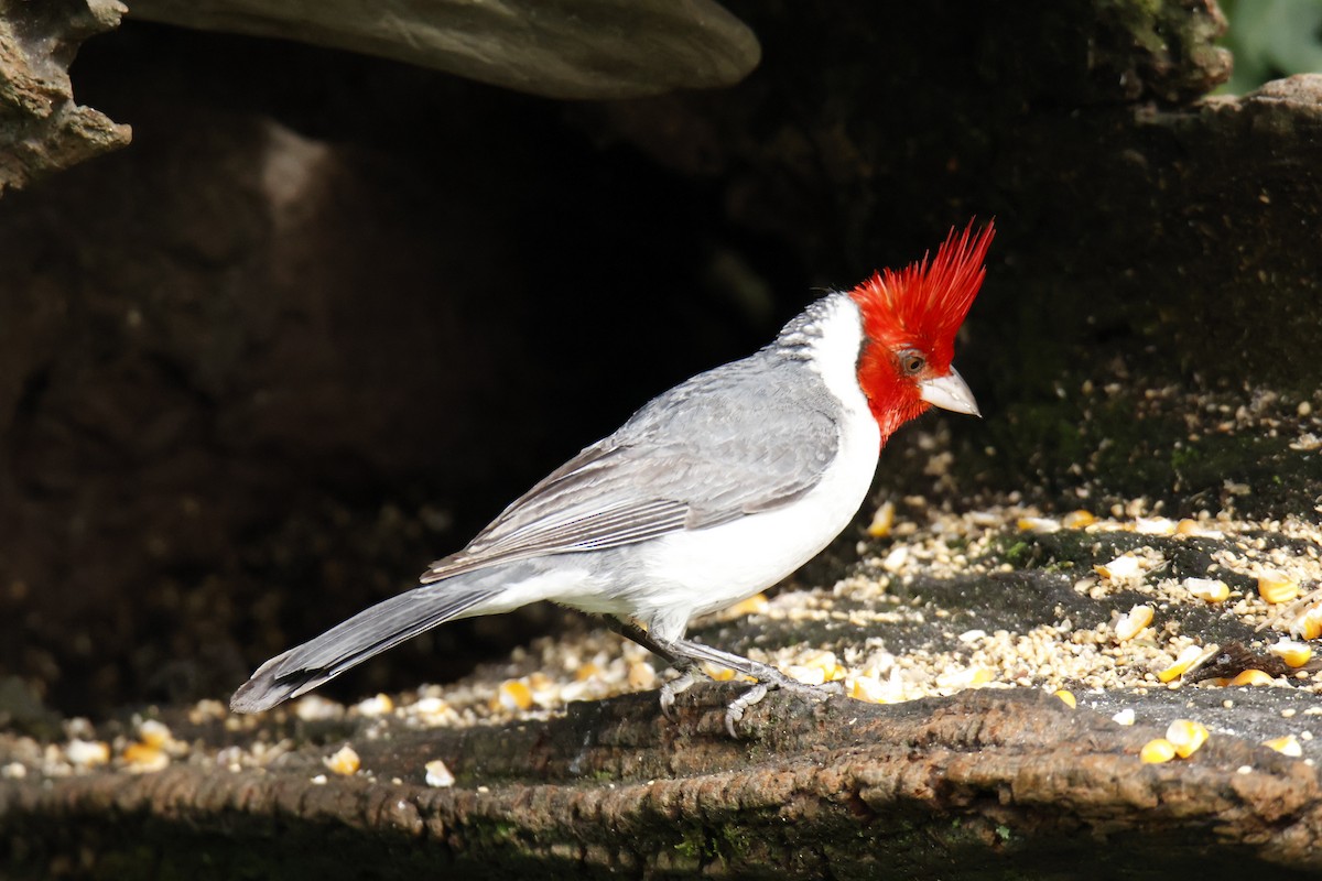 Red-crested Cardinal - ML647039059