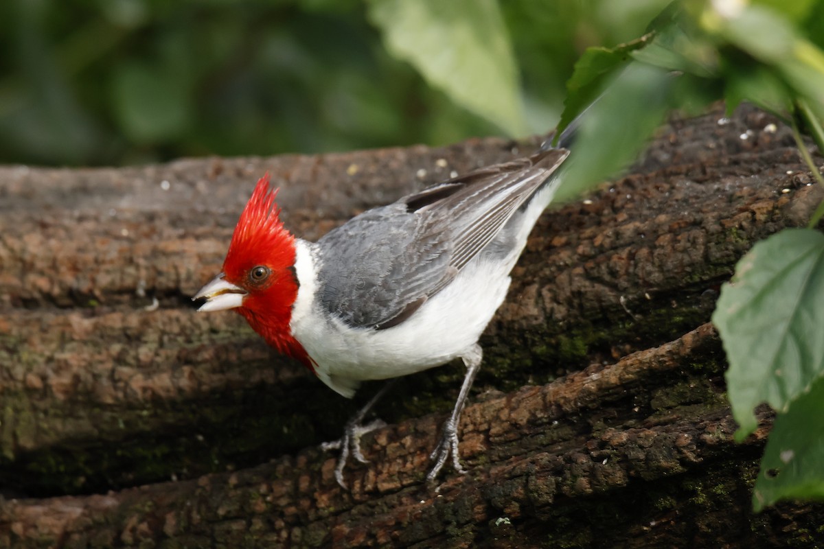 Red-crested Cardinal - ML647039060