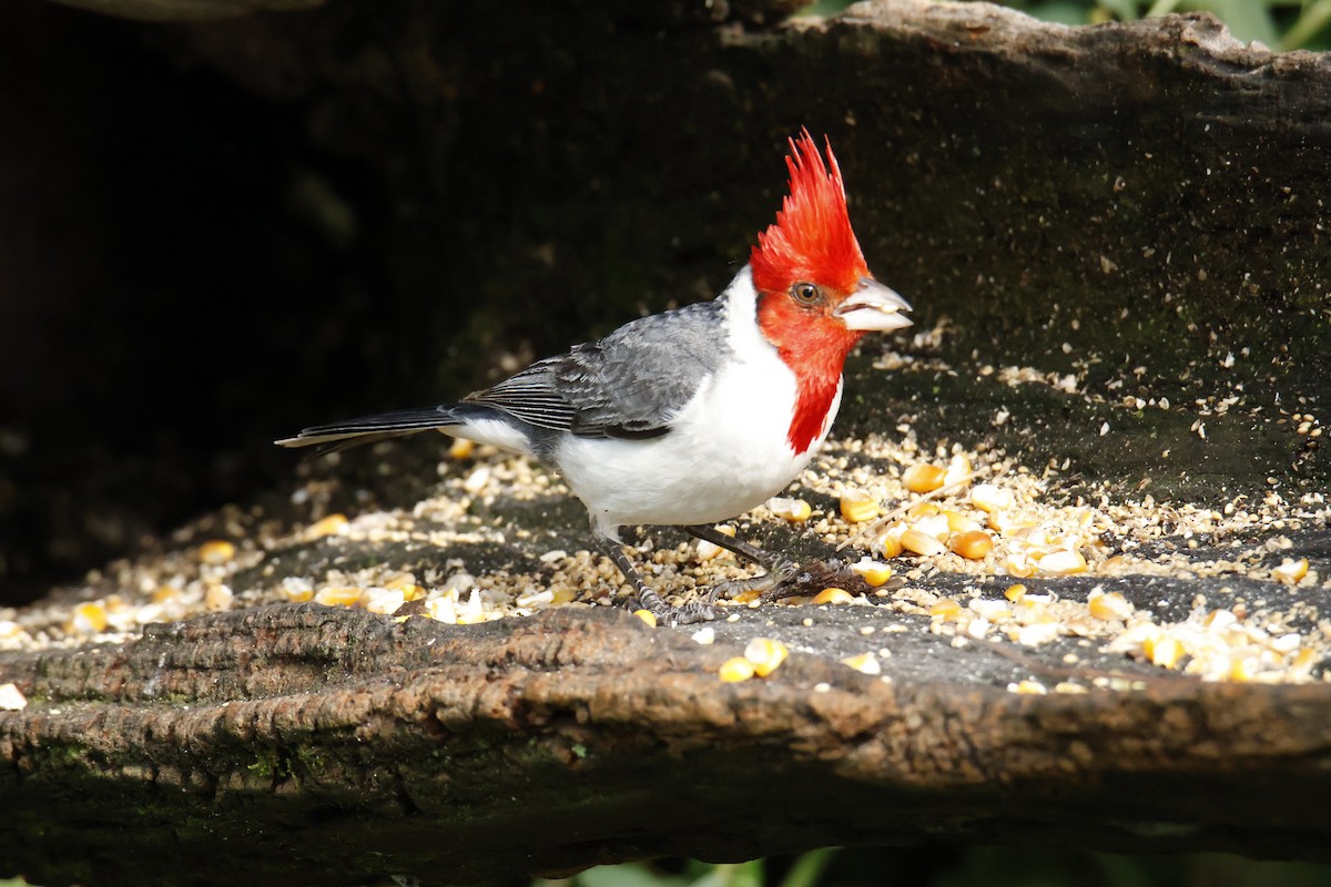 Red-crested Cardinal - ML647039061