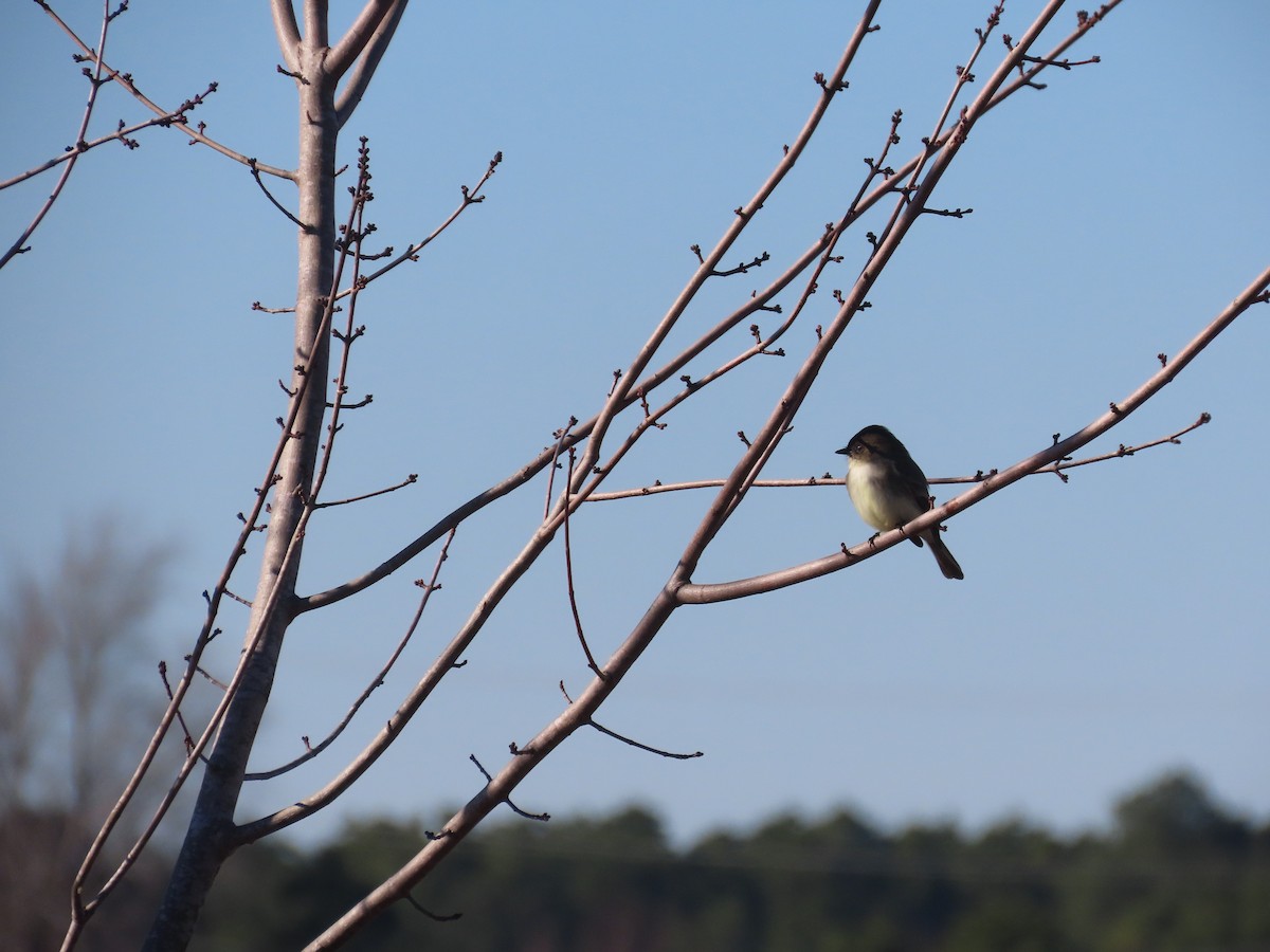 Eastern Phoebe - ML647039063