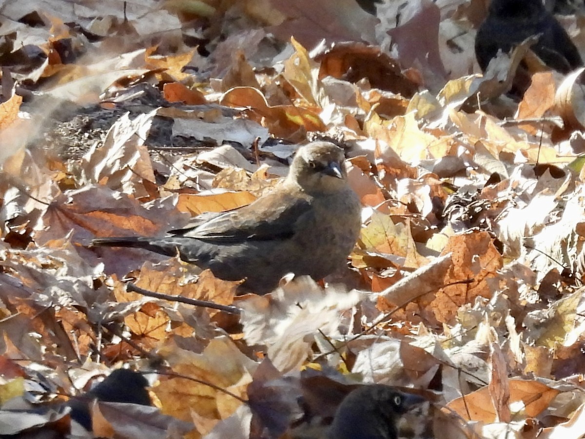Rusty Blackbird - ML647039064