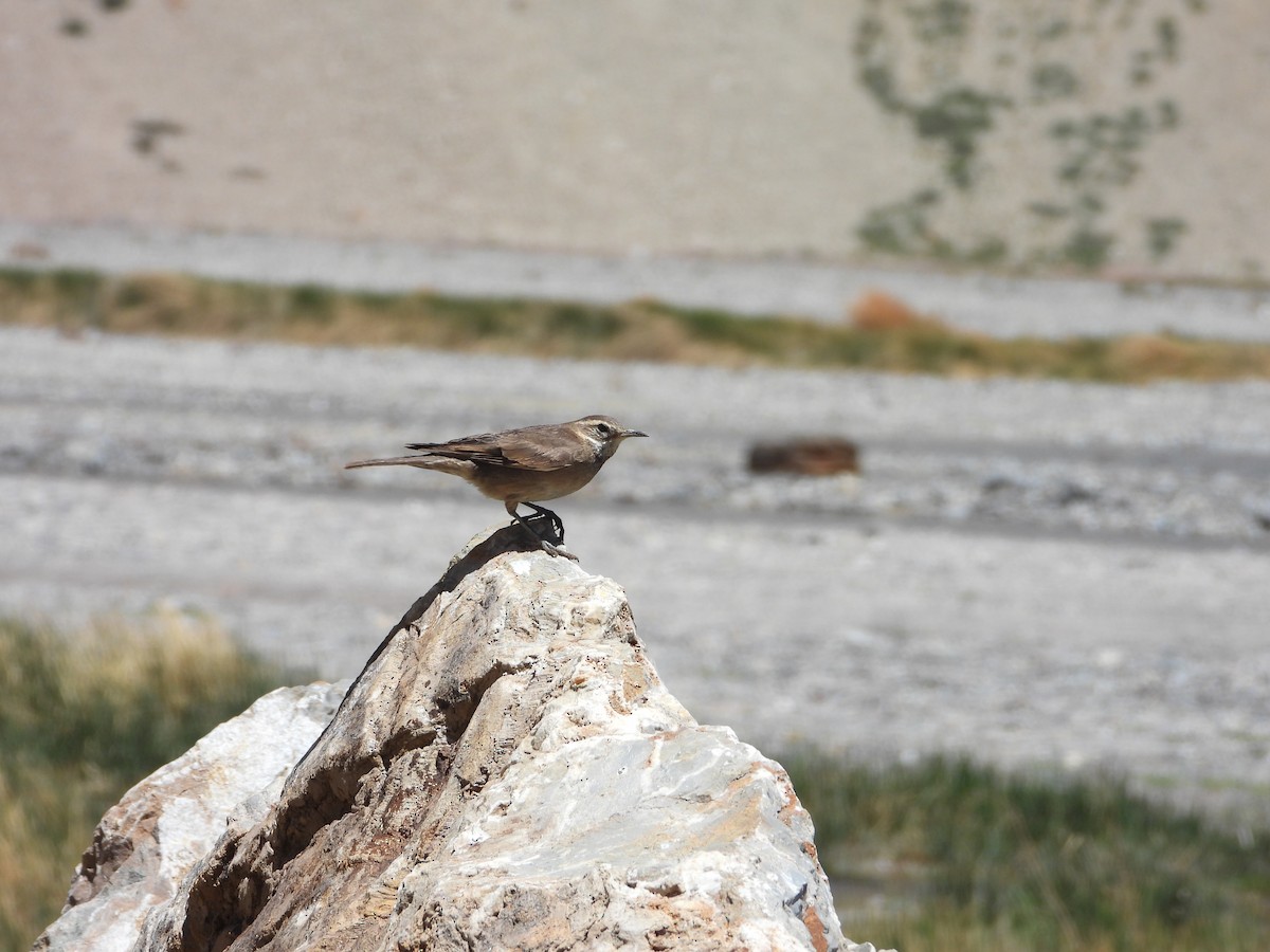 Buff-winged Cinclodes - ML647039072