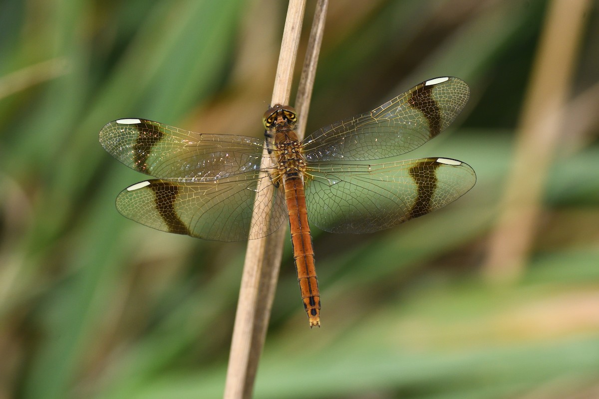 Banded Darter - ML647039073