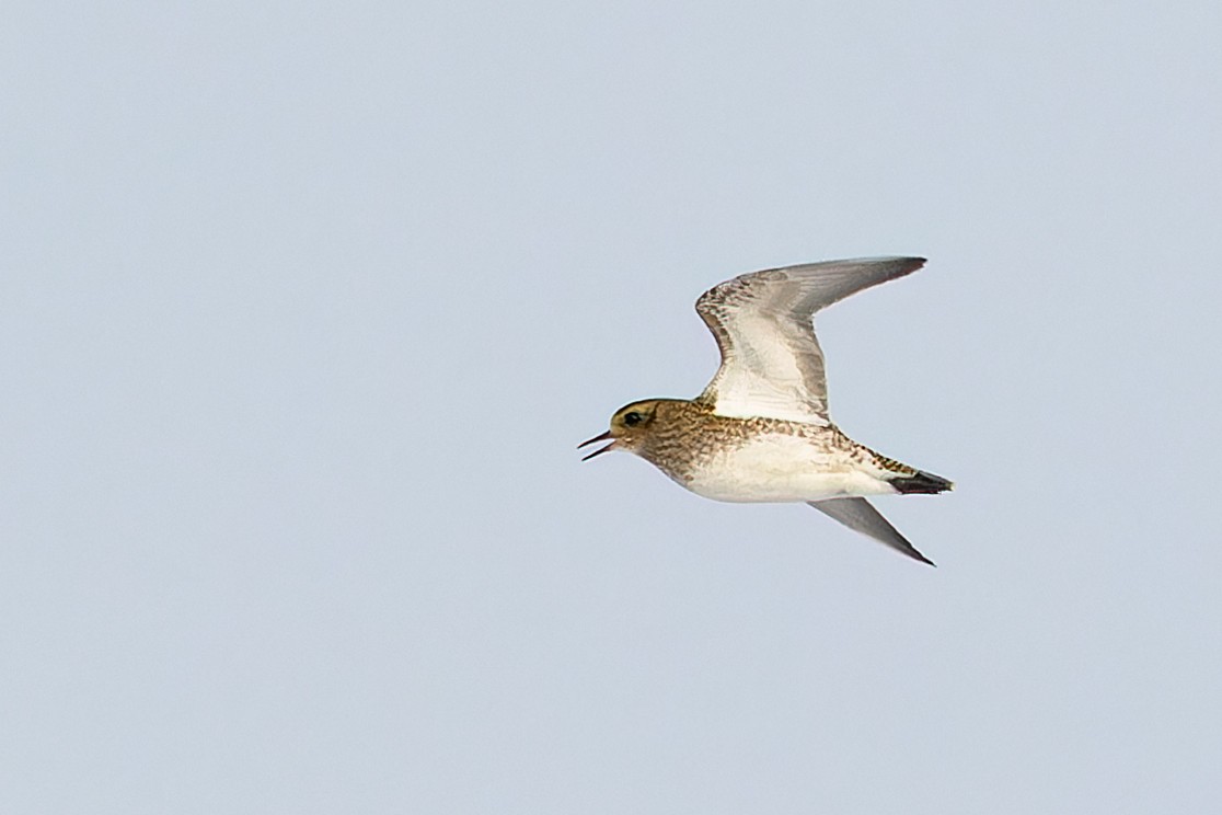 Сивка звичайна - ML647039087