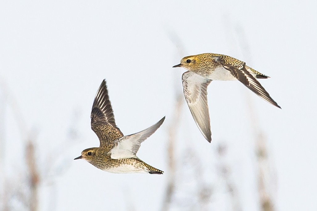 Сивка звичайна - ML647039090