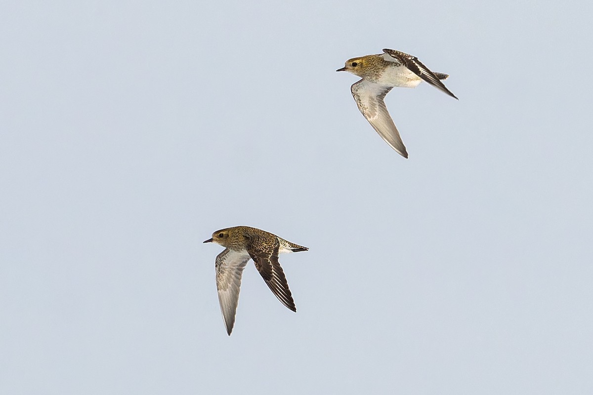 Сивка звичайна - ML647039091