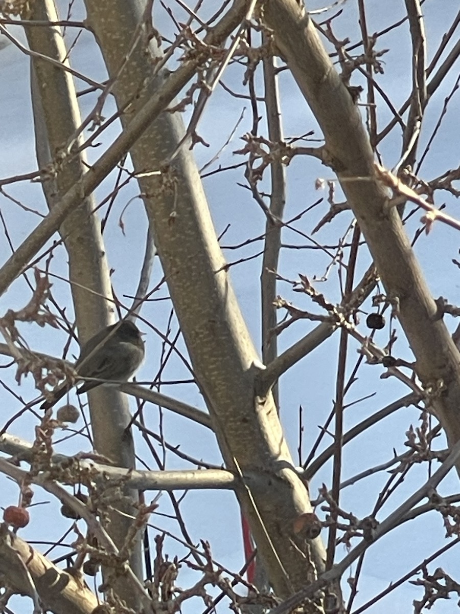 Dark-eyed Junco - ML647039097