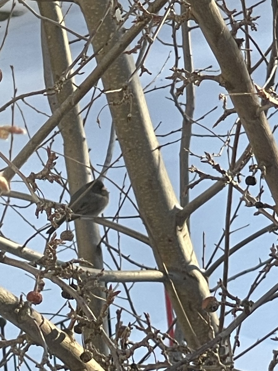 Dark-eyed Junco - ML647039098