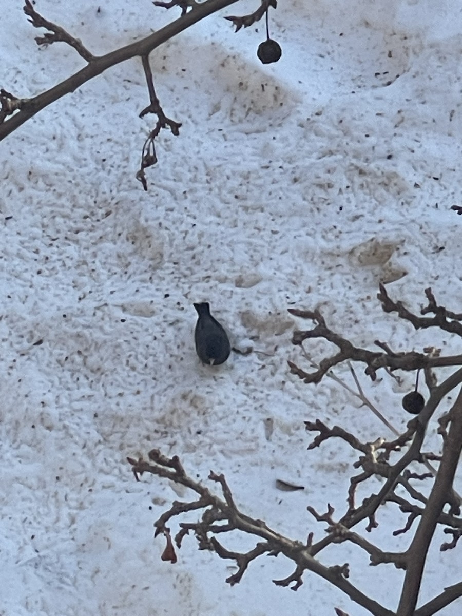 Dark-eyed Junco - ML647039099