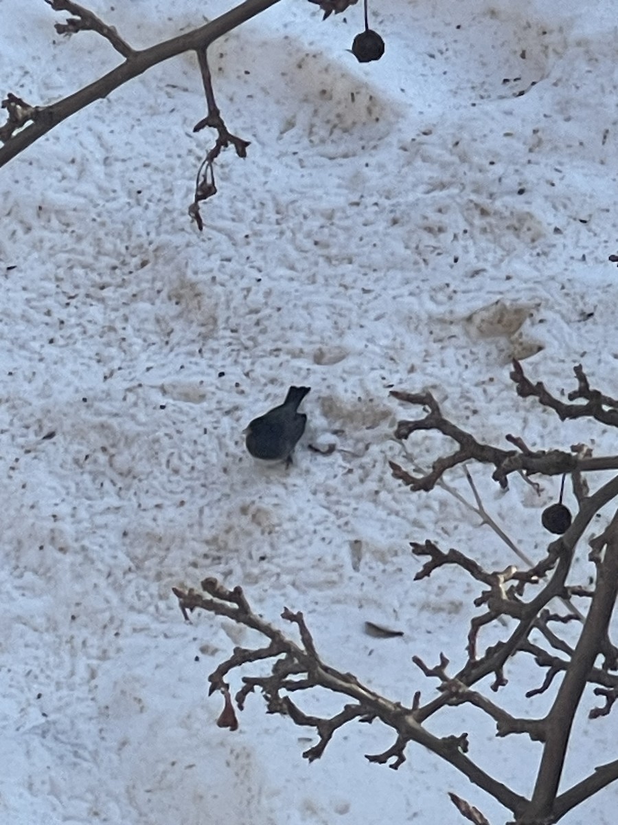 Dark-eyed Junco - ML647039101