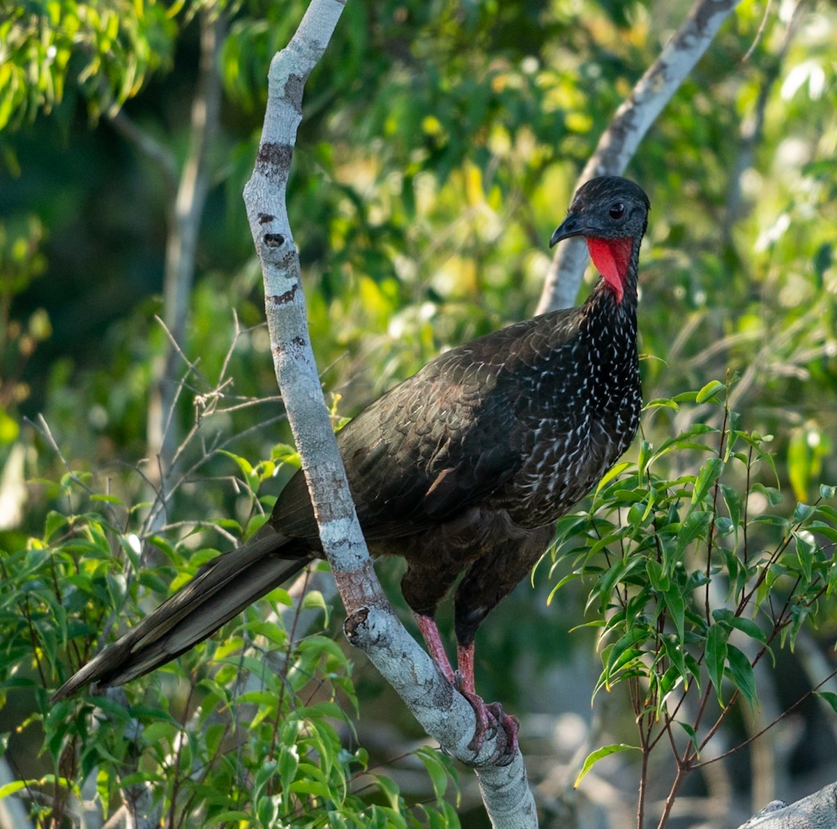 Marail Guan - ML647039102