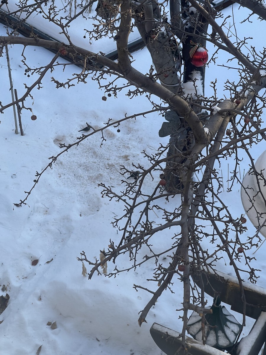 Dark-eyed Junco - ML647039104