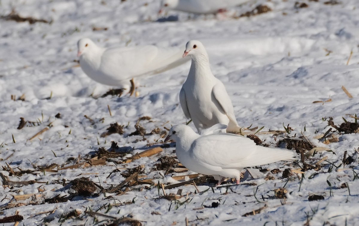 holub skalní (domácí) - ML647039106