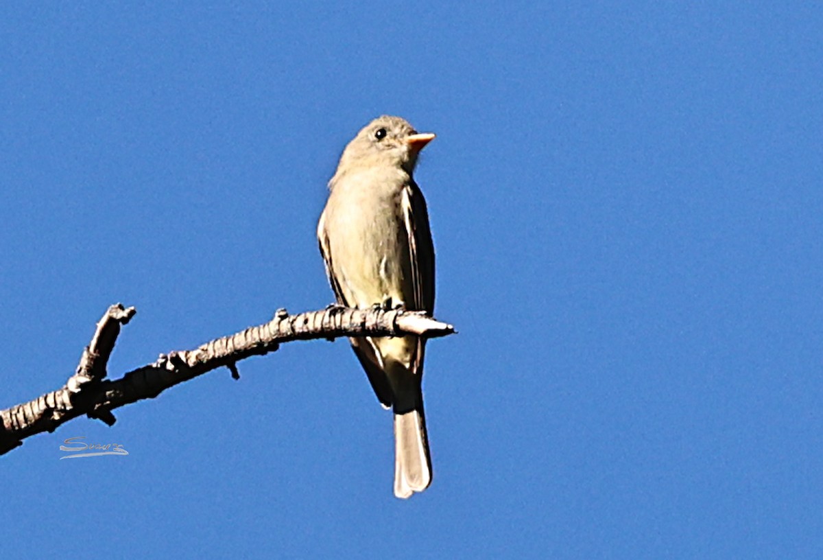 Greater Pewee - ML647039115
