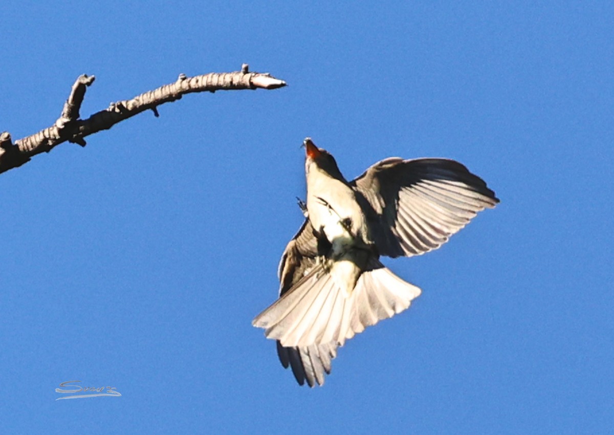 Greater Pewee - ML647039116
