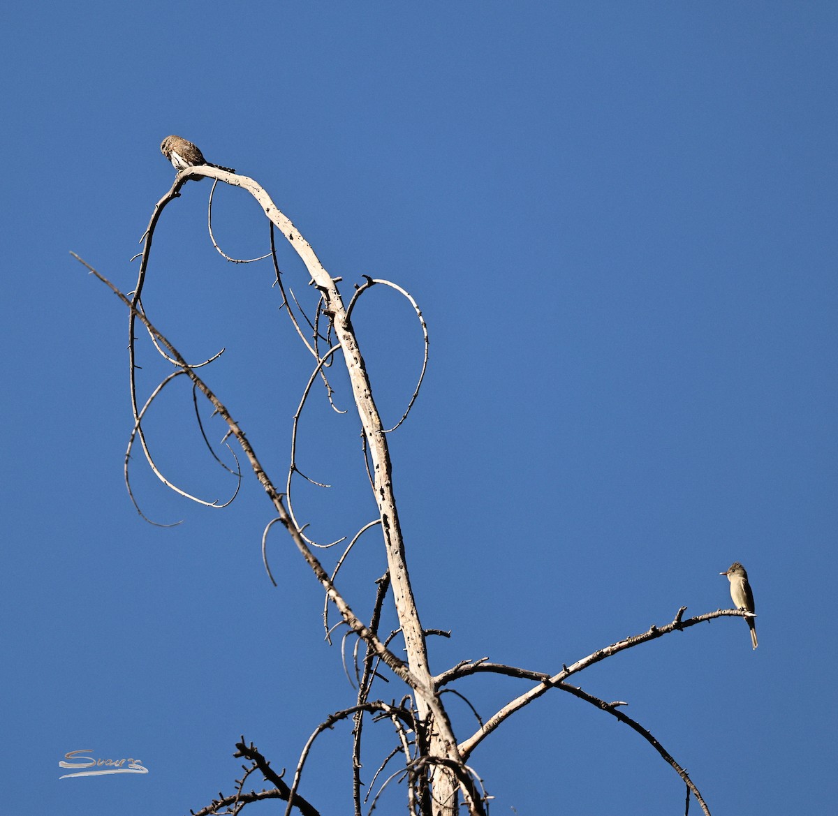 Greater Pewee - ML647039117