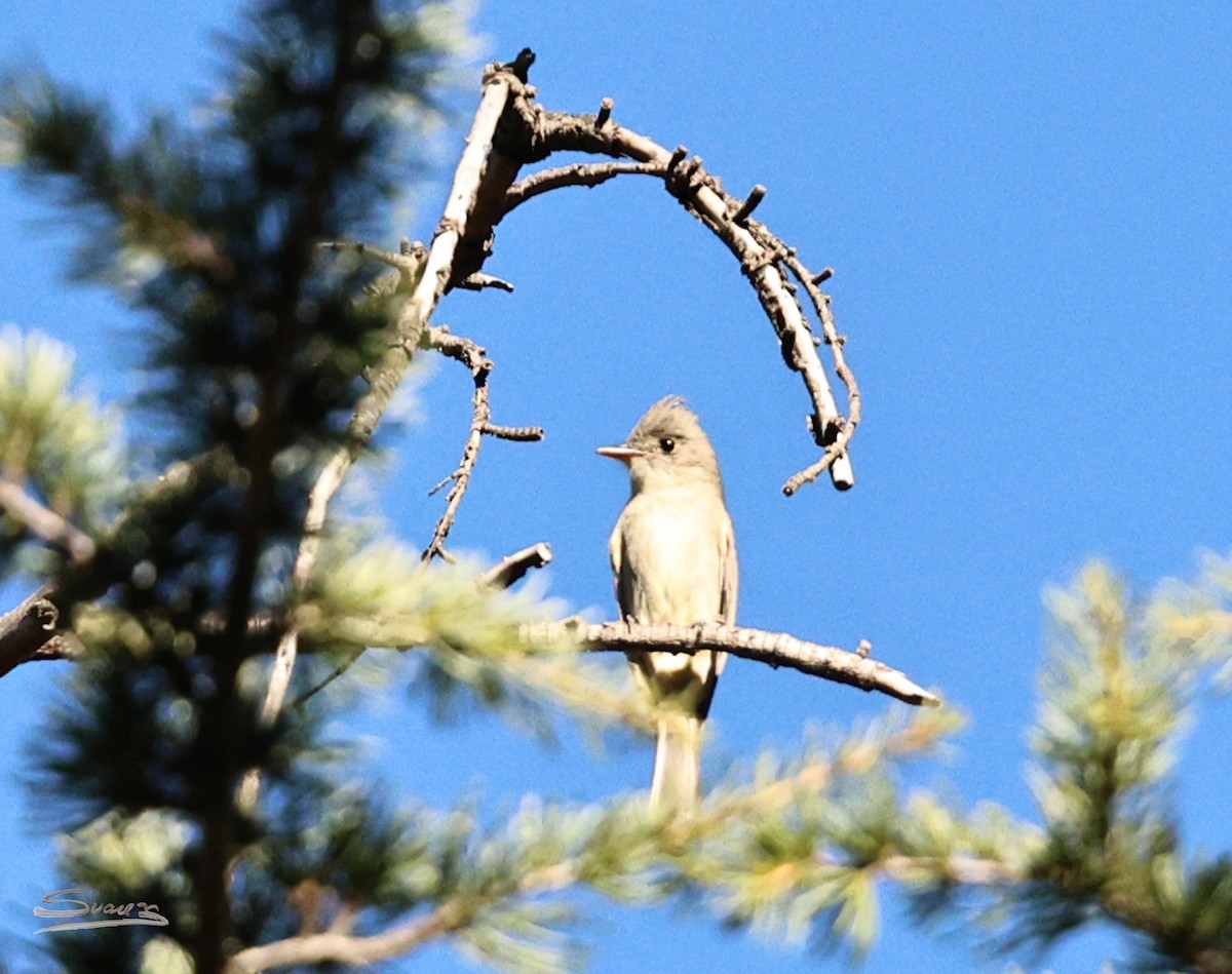 Greater Pewee - ML647039118