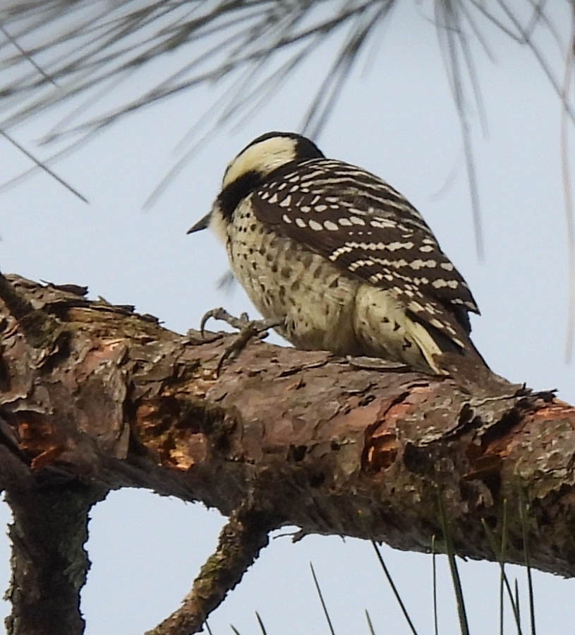Ak Yanaklı Ağaçkakan - ML647039119