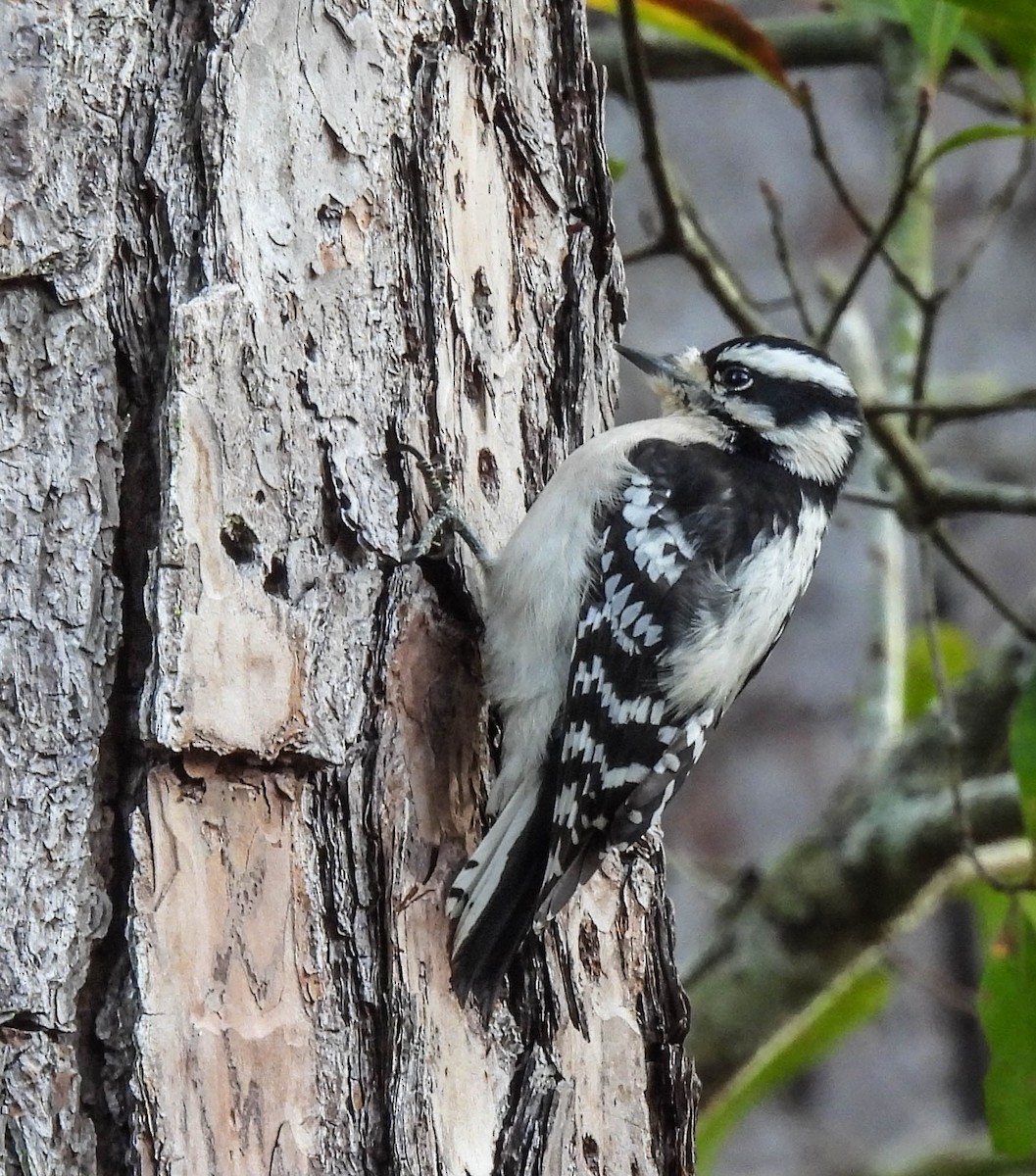 Downy Woodpecker - ML647039131