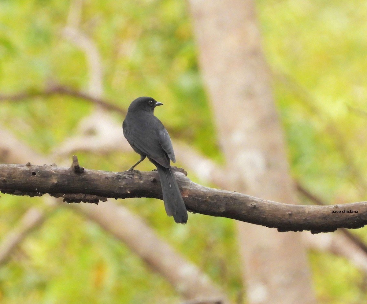 Northern Black-Flycatcher - ML647039134
