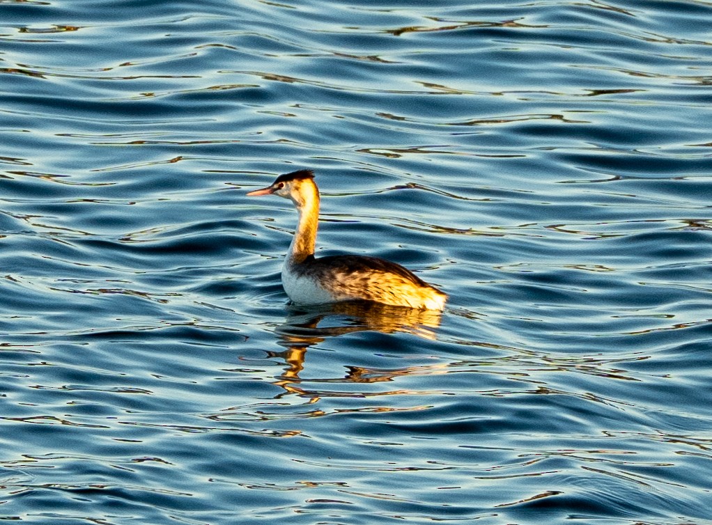 Пірникоза велика - ML647039138