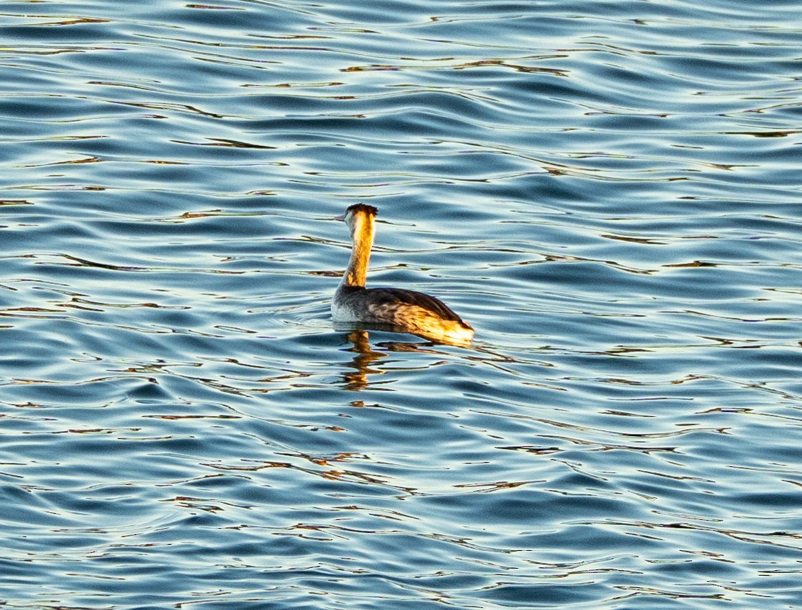 Пірникоза велика - ML647039140