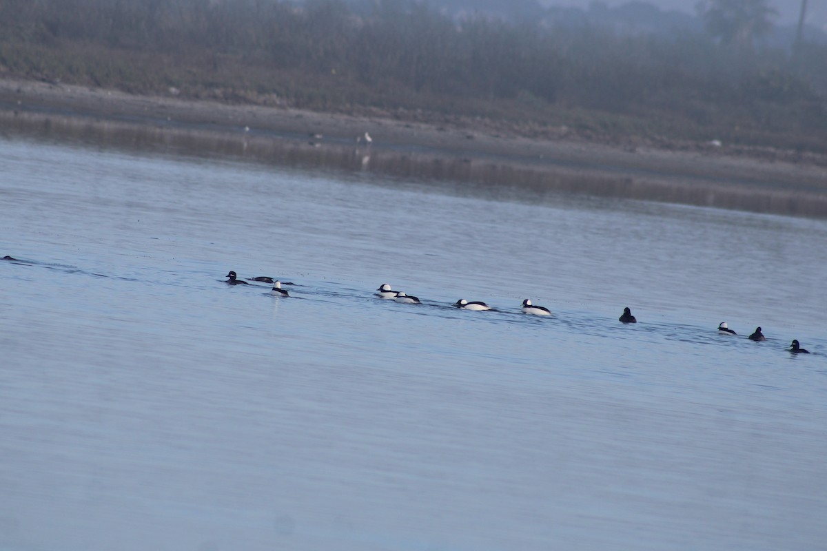 Bufflehead - ML647039142