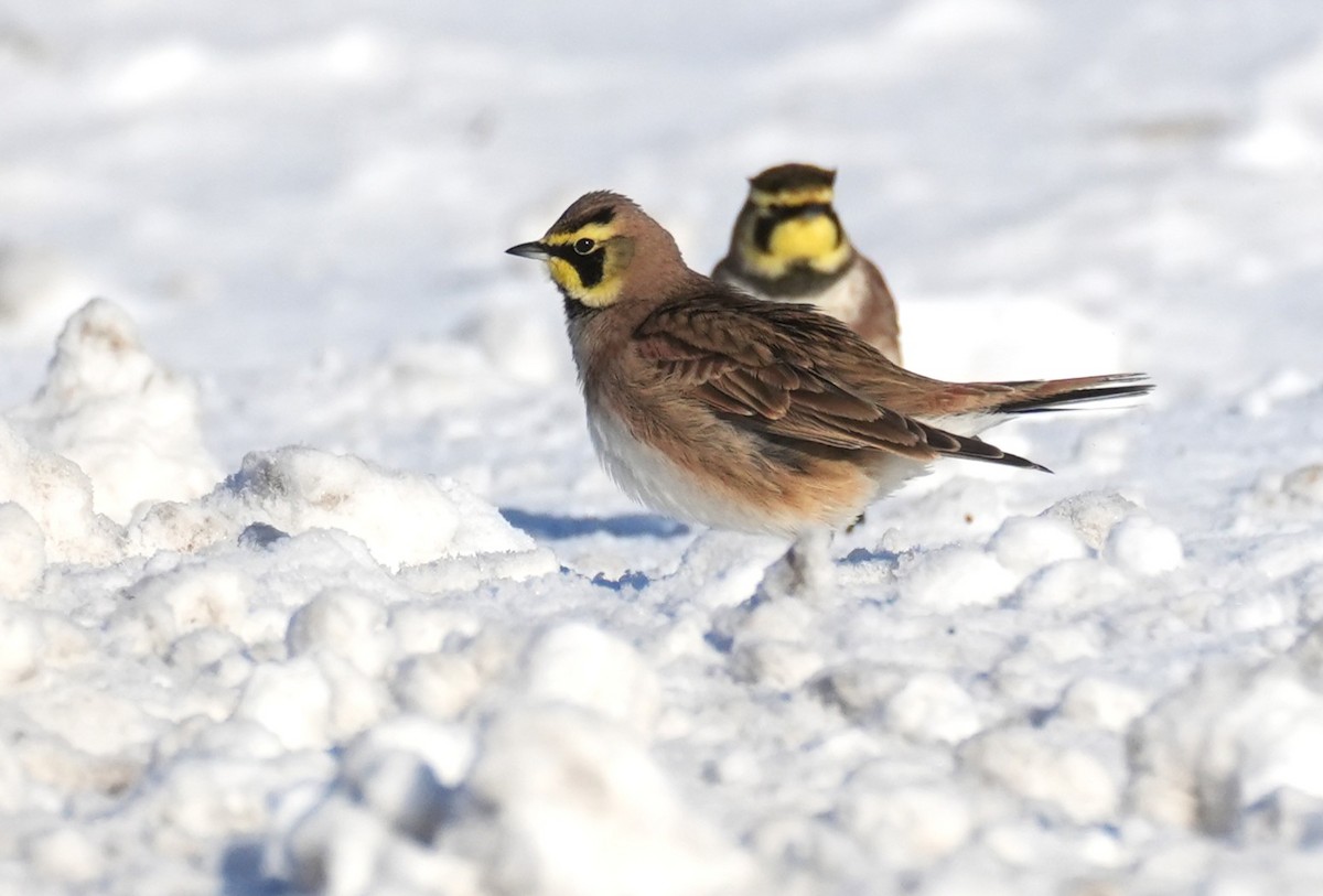 skřivan ouškatý - ML647039143