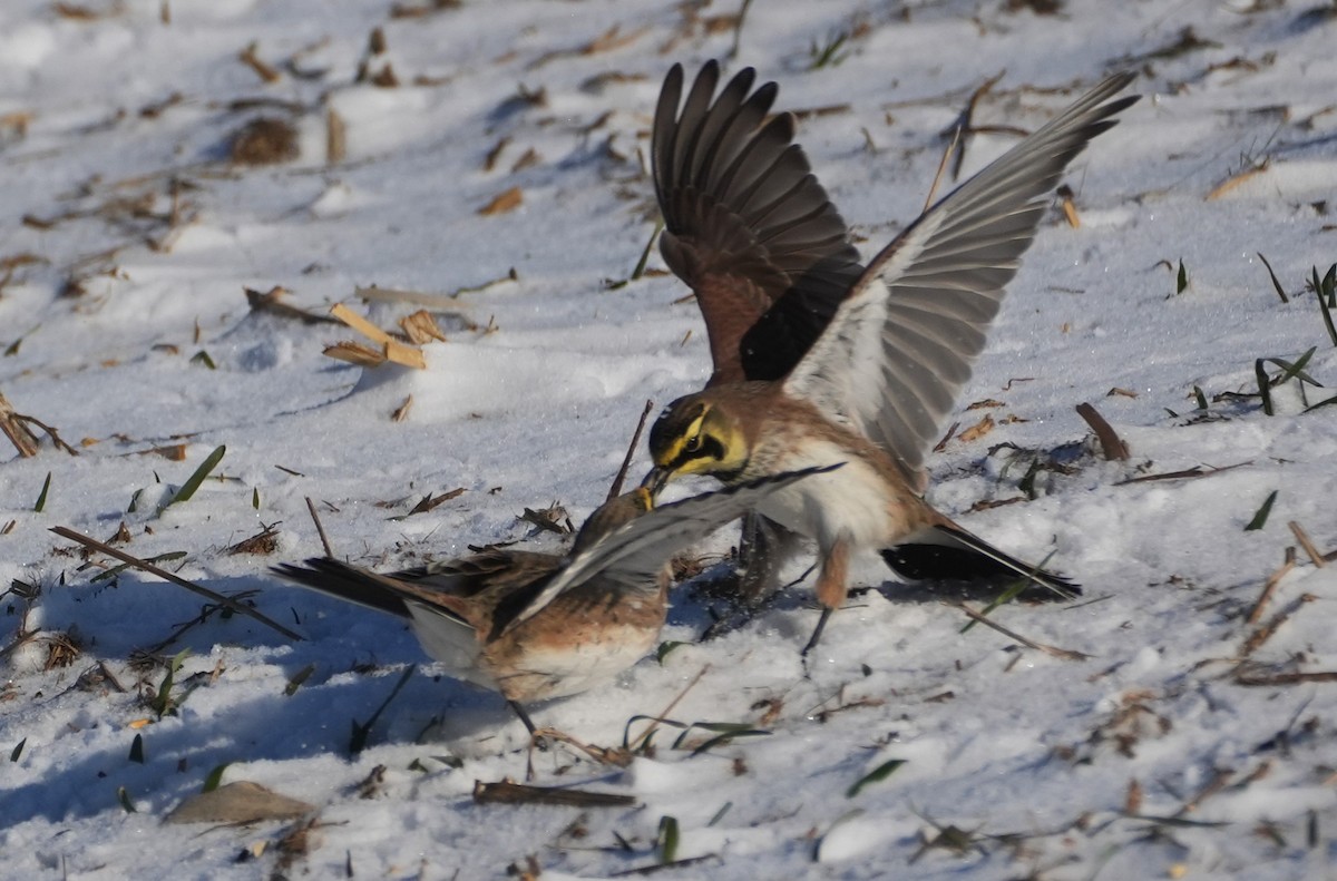 skřivan ouškatý - ML647039144