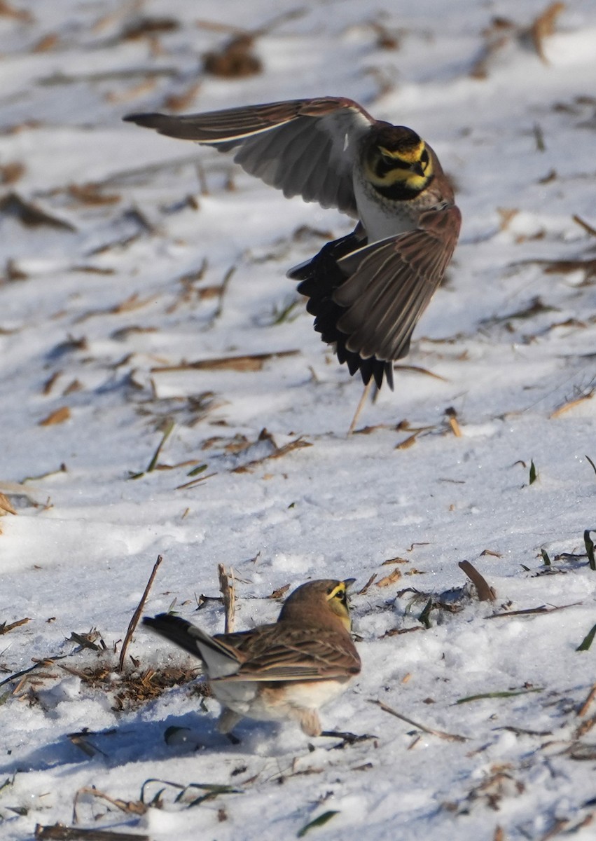 skřivan ouškatý - ML647039145