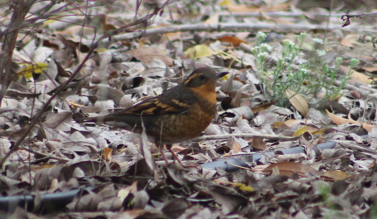Varied Thrush - ML647039146