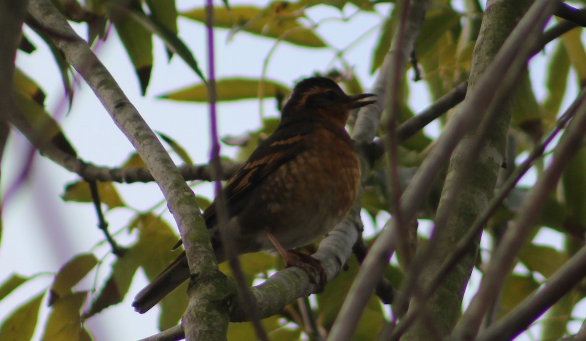 Varied Thrush - ML647039149